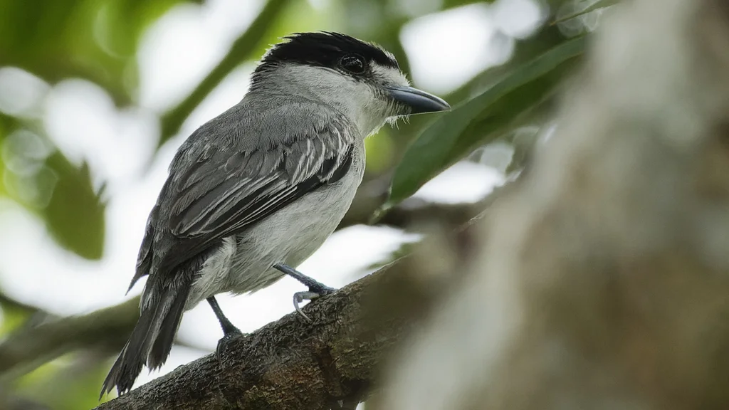 灰厚嘴霸鹟(Pachyramphus rufus)