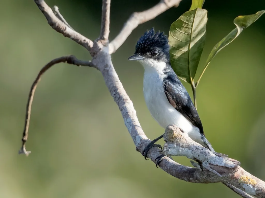 亮背厚嘴霸鹟（Pachyramphus surinamus）