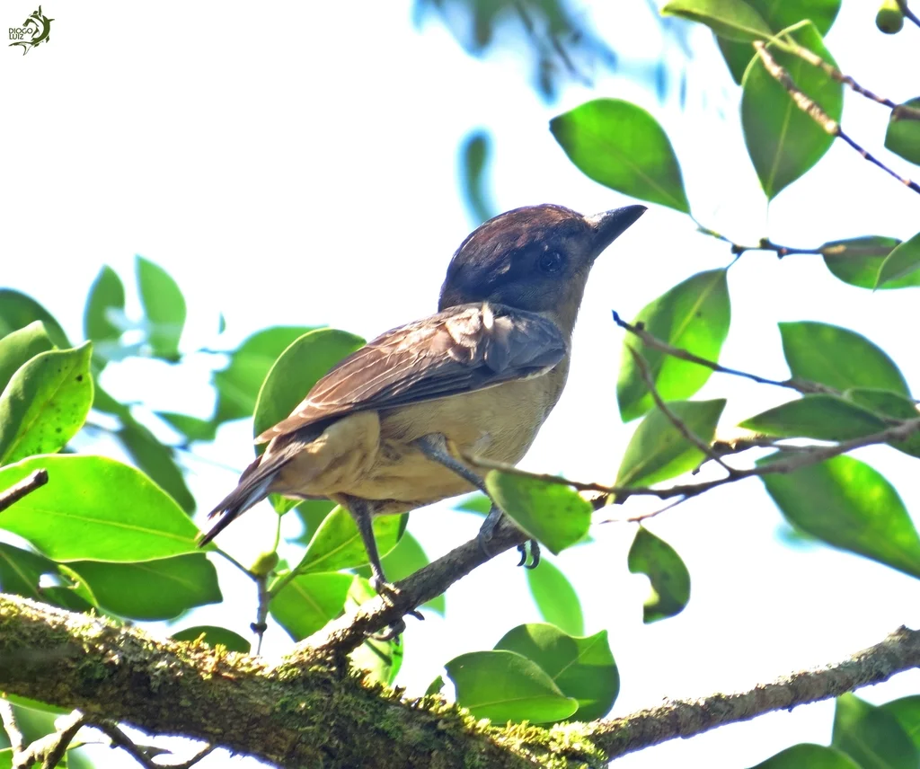 淡色厚嘴霸鹟(Pachyramphus validus)
