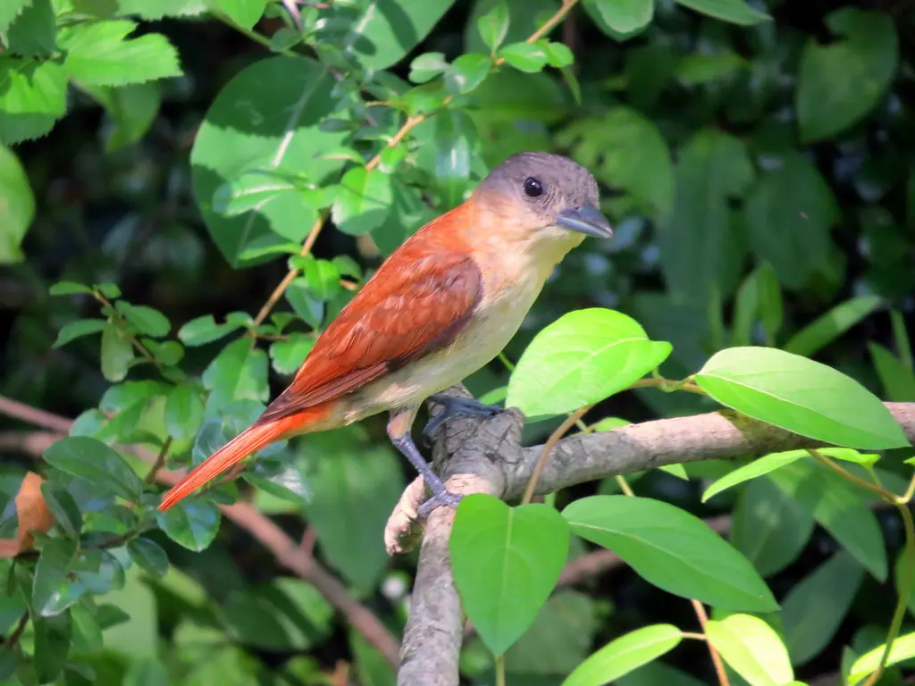 淡色厚嘴霸鹟(Pachyramphus validus)