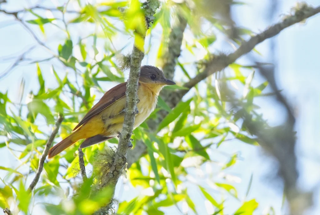 淡色厚嘴霸鹟(Pachyramphus validus)