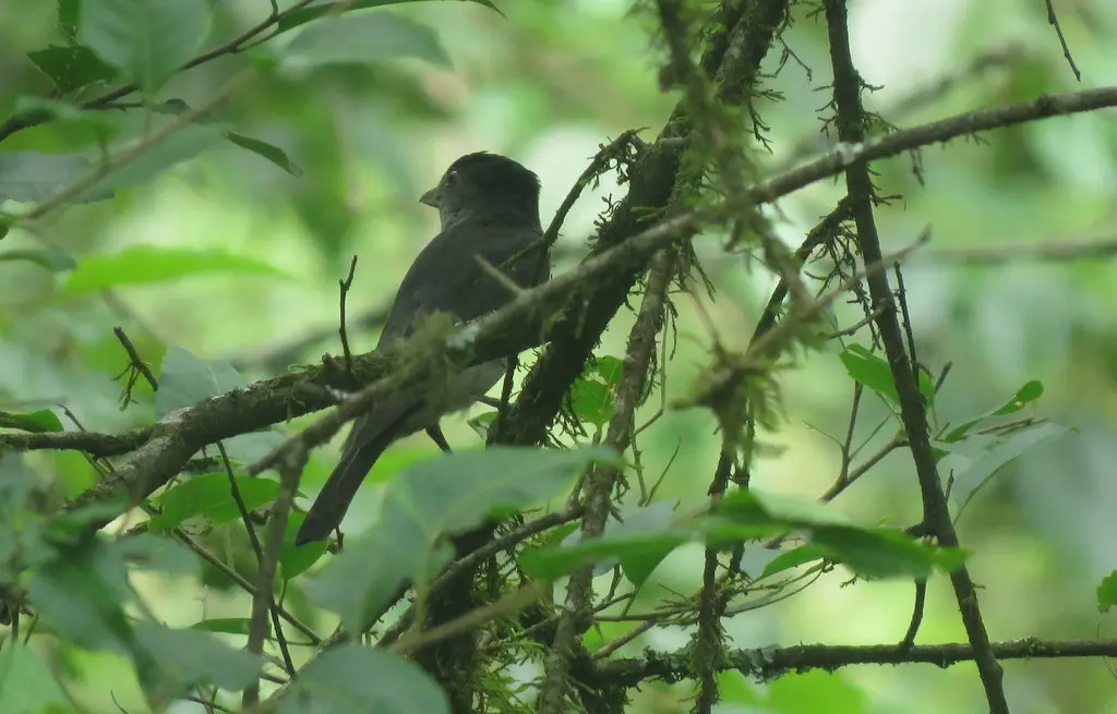 淡色厚嘴霸鹟(Pachyramphus validus)