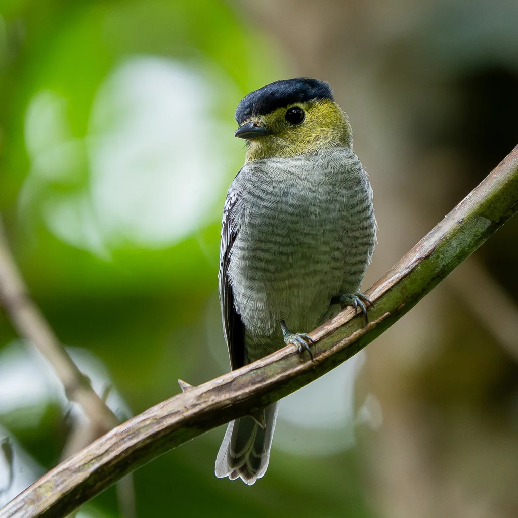 斑纹厚嘴霸鹟(Pachyramphus versicolor)