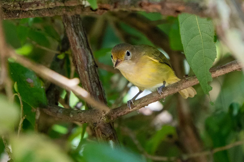金额绿莺雀（Pachysylvia aurantiifrons）