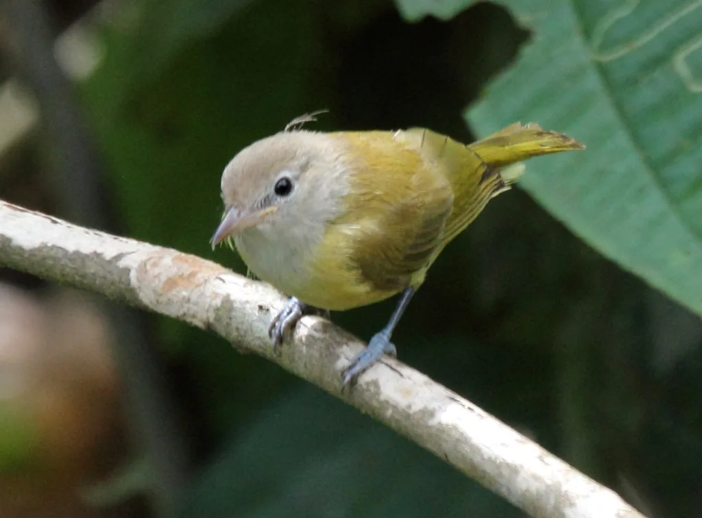 乌顶绿莺雀(Pachysylvia hypoxantha)