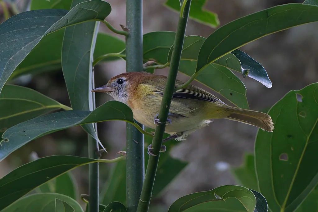 棕颈绿莺雀(Pachysylvia semibrunnea)