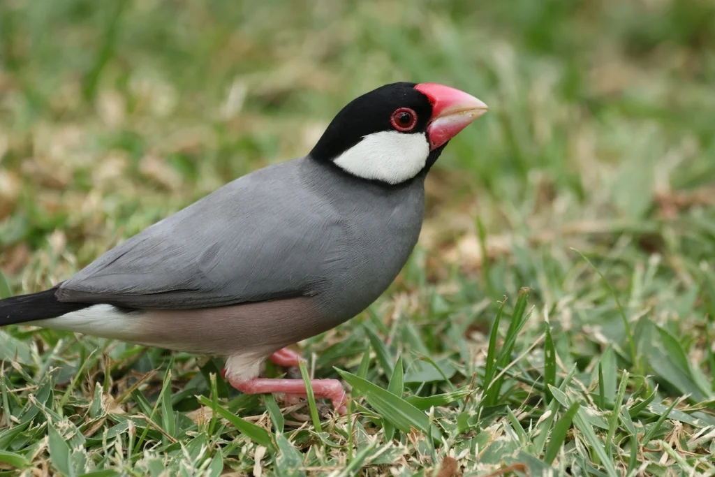禾雀(Padda oryzivora)