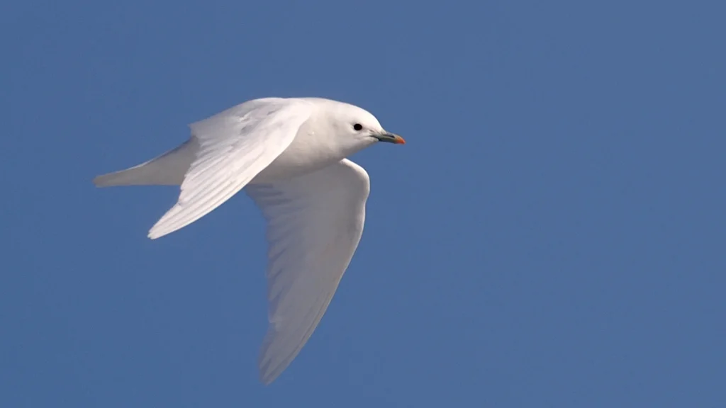 白鸥(Pagophila eburnea)