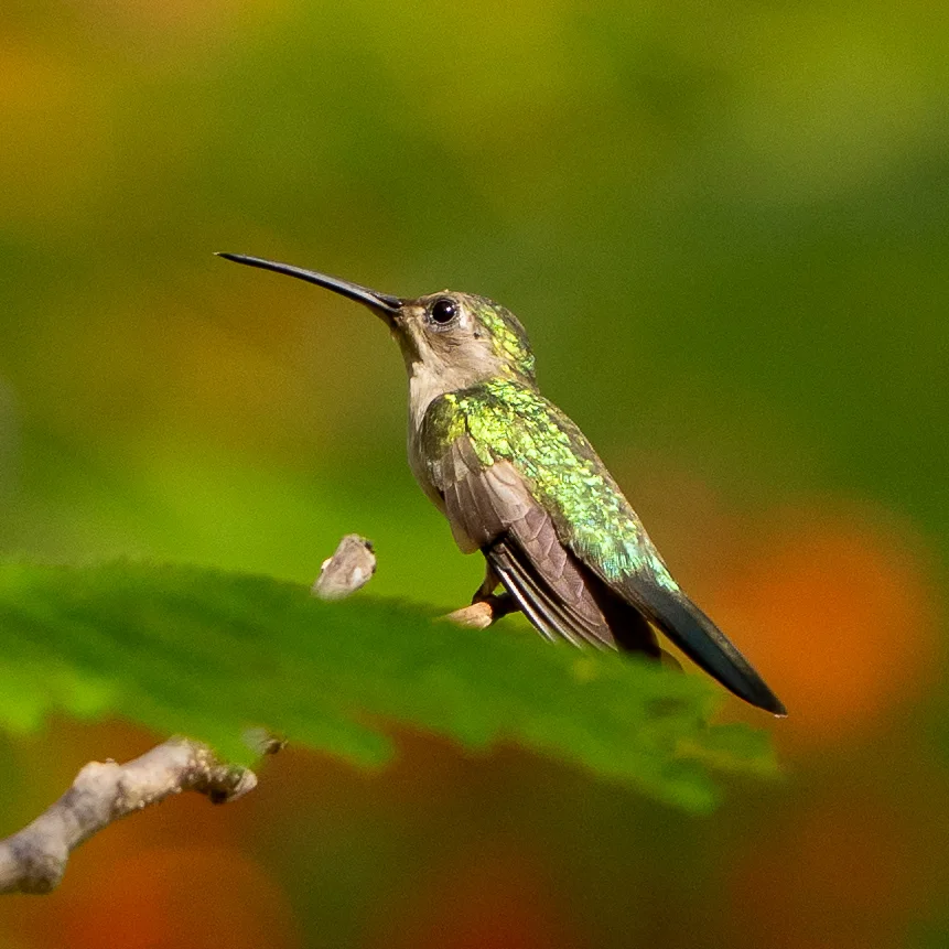 弯翅刀翅蜂鸟（Pampa curvipennis）