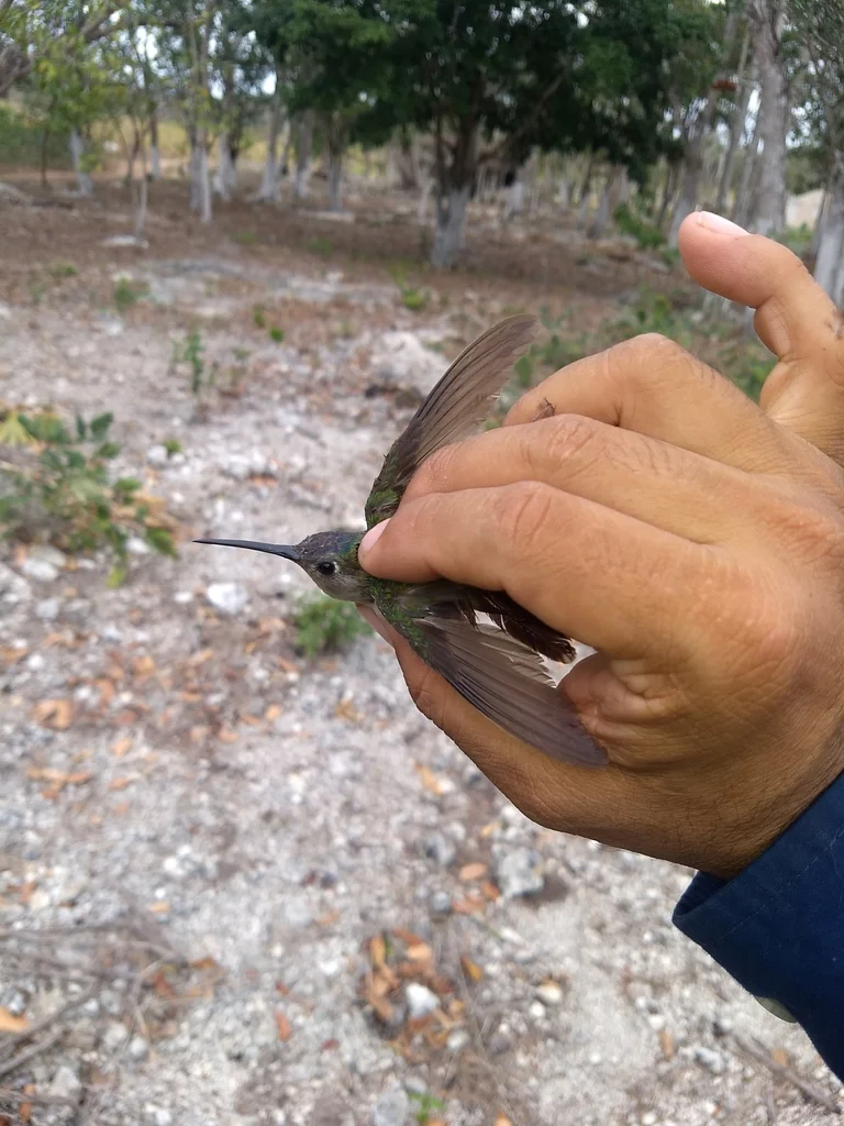 弯翅刀翅蜂鸟（Pampa curvipennis）