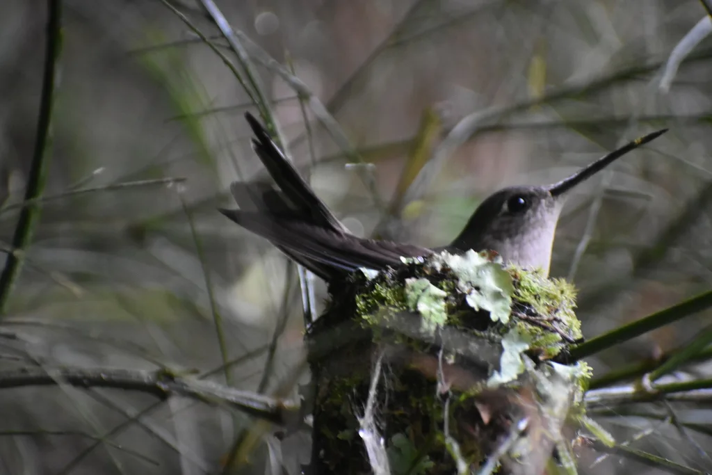 弯翅刀翅蜂鸟（Pampa curvipennis）