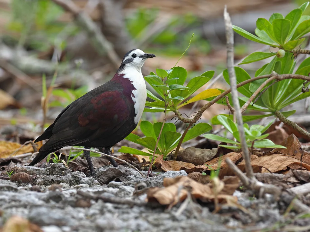 白领鸡鸠(Pampusana erythroptera)