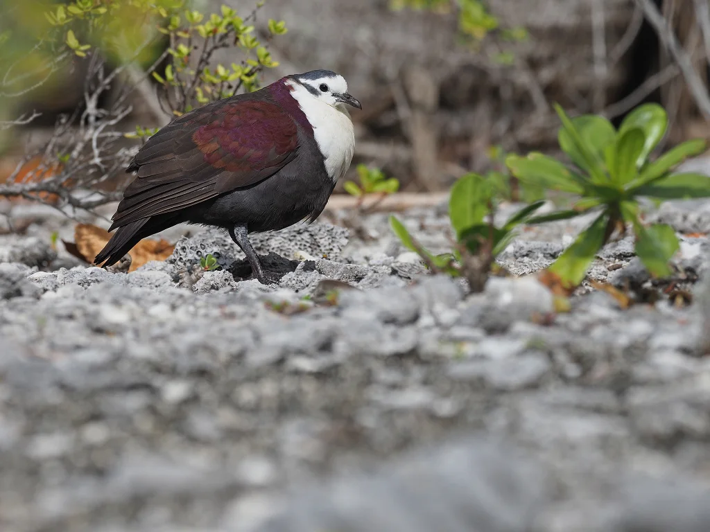 白领鸡鸠(Pampusana erythroptera)