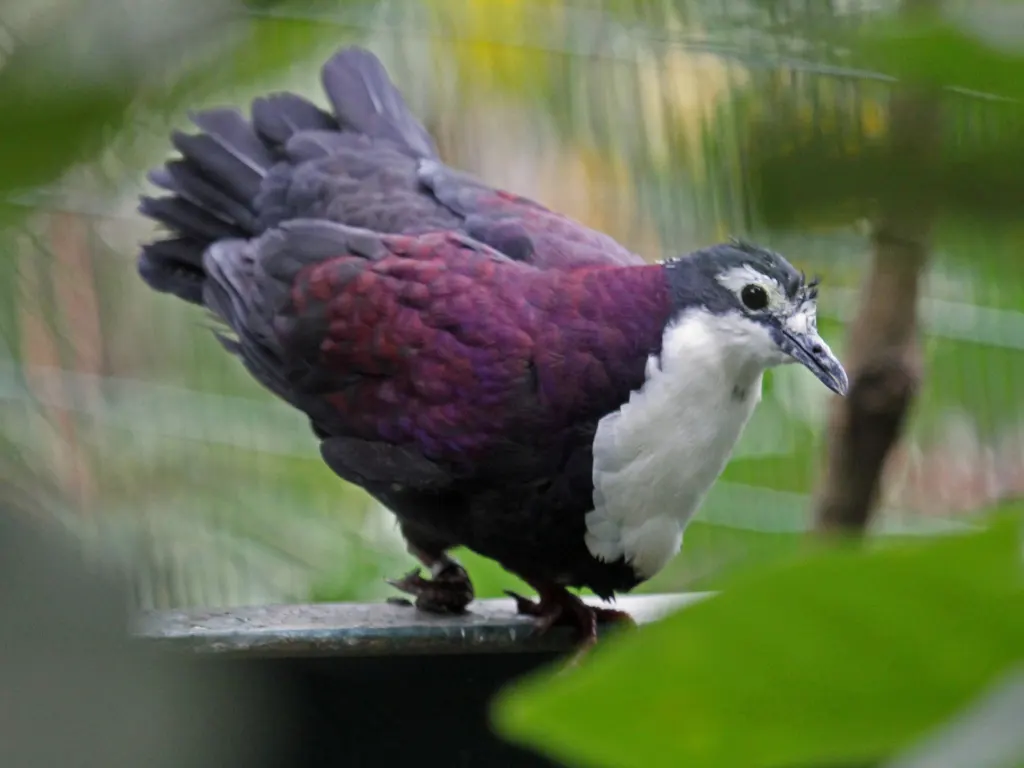 白胸鸡鸠（Pampusana jobiensis）