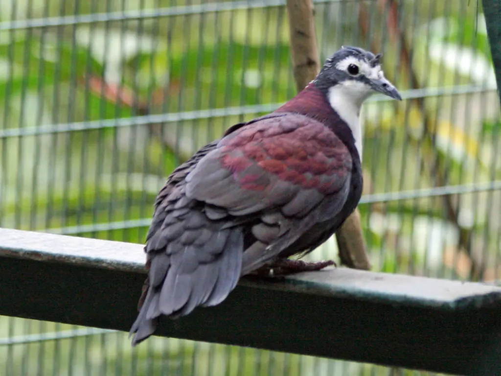 白胸鸡鸠（Pampusana jobiensis）