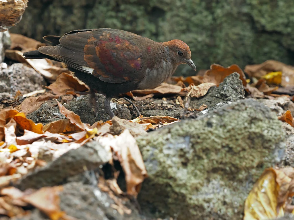 灰头鸡鸠(Pampusana rubescens)