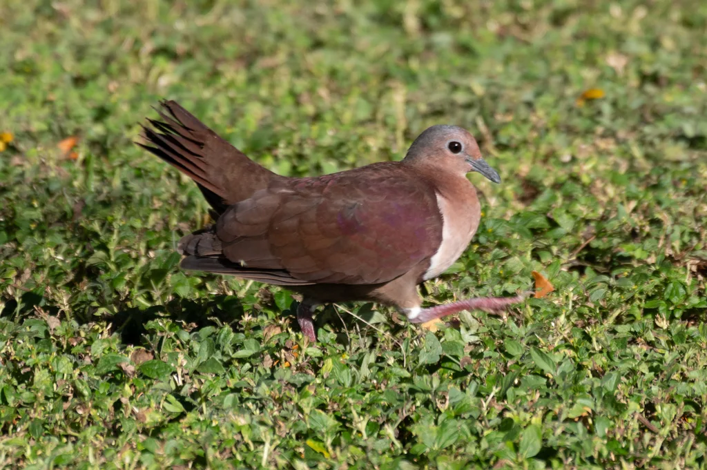 睦鸡鸠(Pampusana stairi)