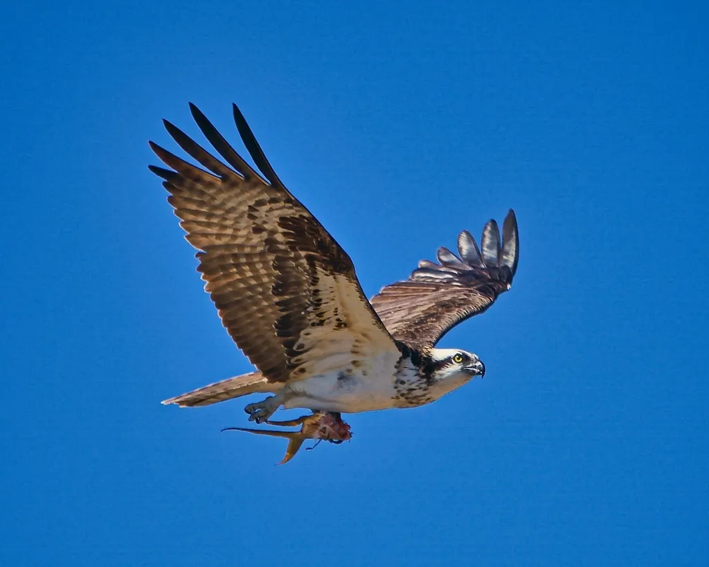 鹗(Pandion haliaetus)
