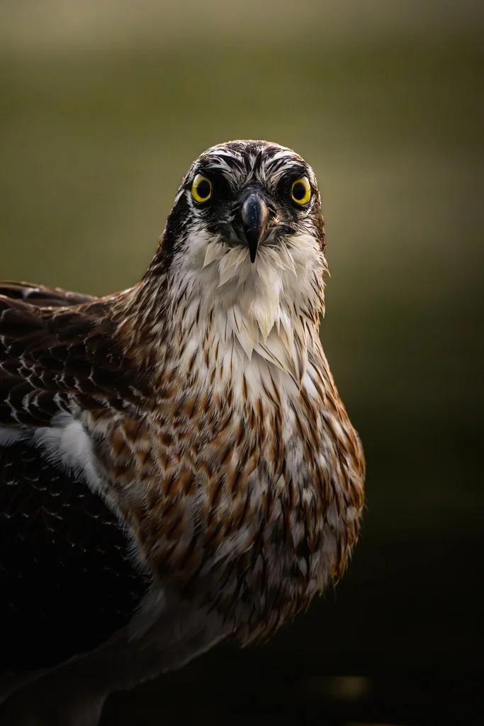鹗(Pandion haliaetus)