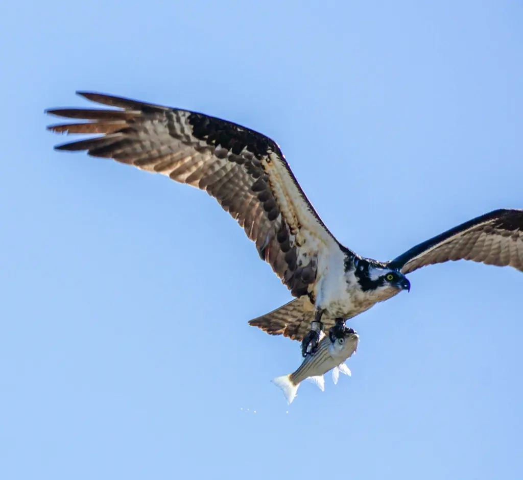 鹗(Pandion haliaetus)