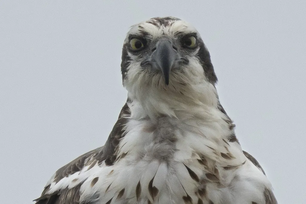 鹗(Pandion haliaetus)