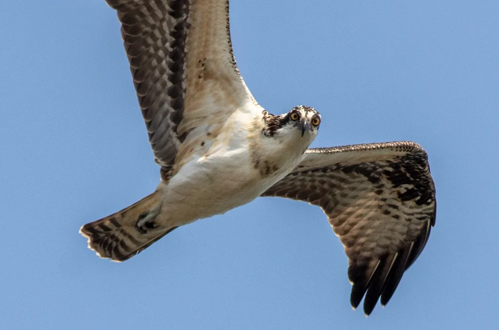 鹗(Pandion haliaetus)