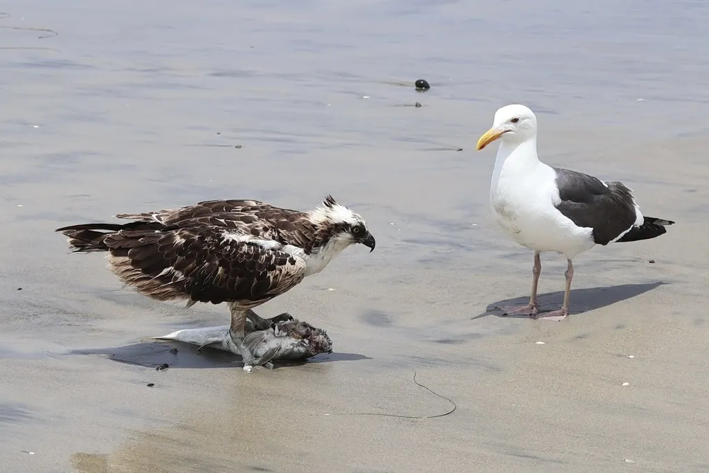 鹗(Pandion haliaetus)