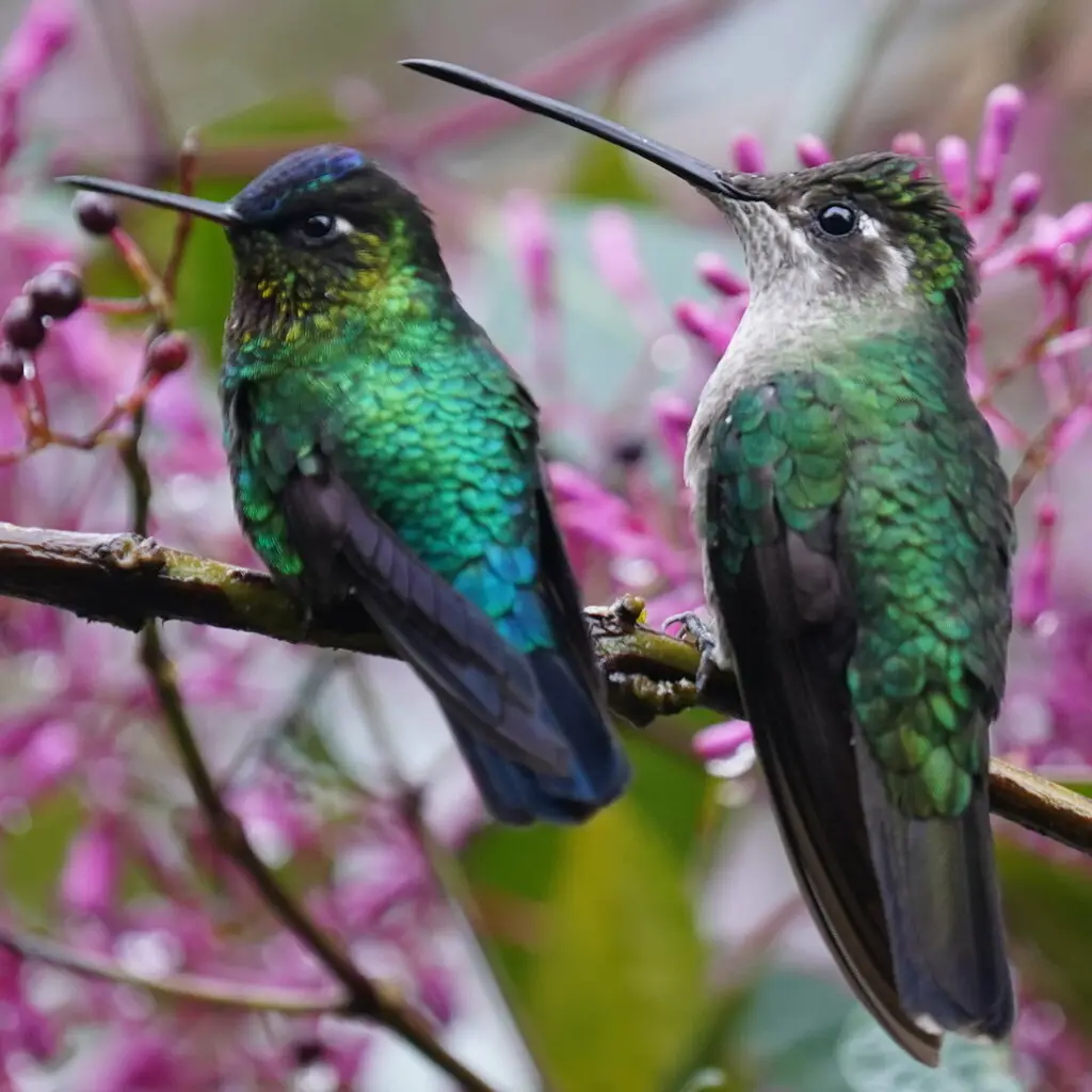 火喉蜂鸟(Panterpe insignis)
