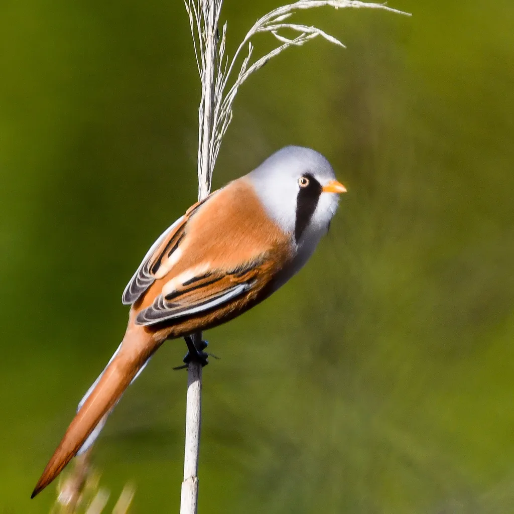 文须雀（Panurus biarmicus）