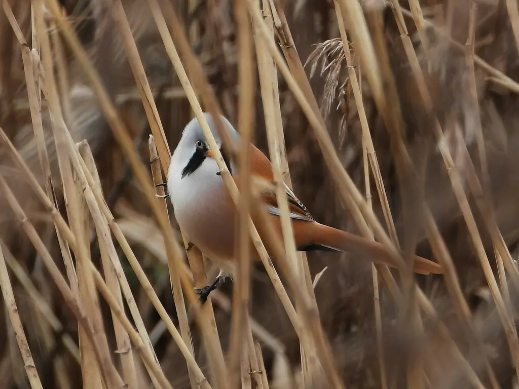 文须雀（Panurus biarmicus）