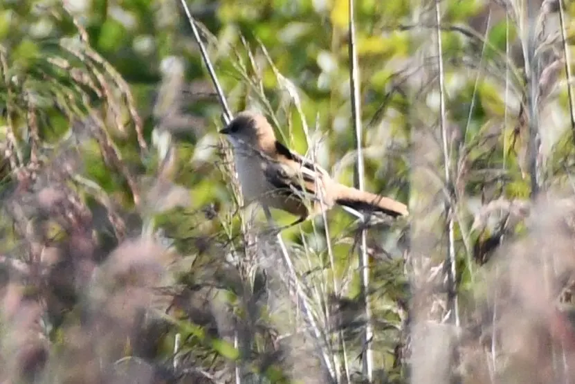 文须雀（Panurus biarmicus）