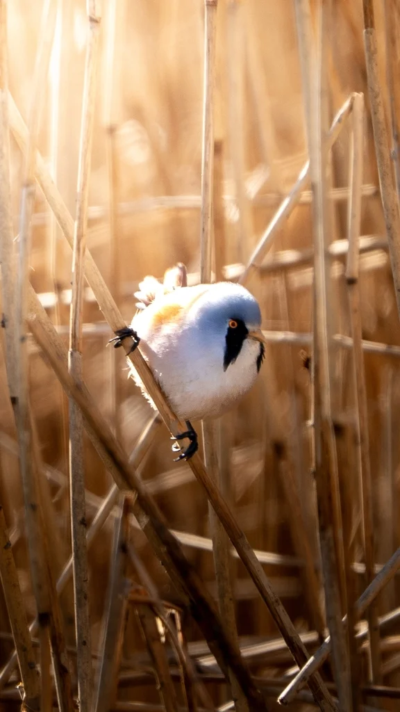 文须雀（Panurus biarmicus）