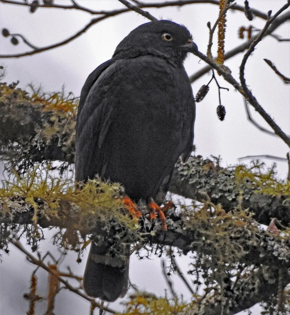 白腰鵟(Parabuteo leucorrhous)