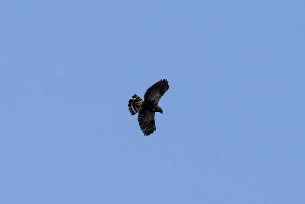 白腰鵟(Parabuteo leucorrhous)