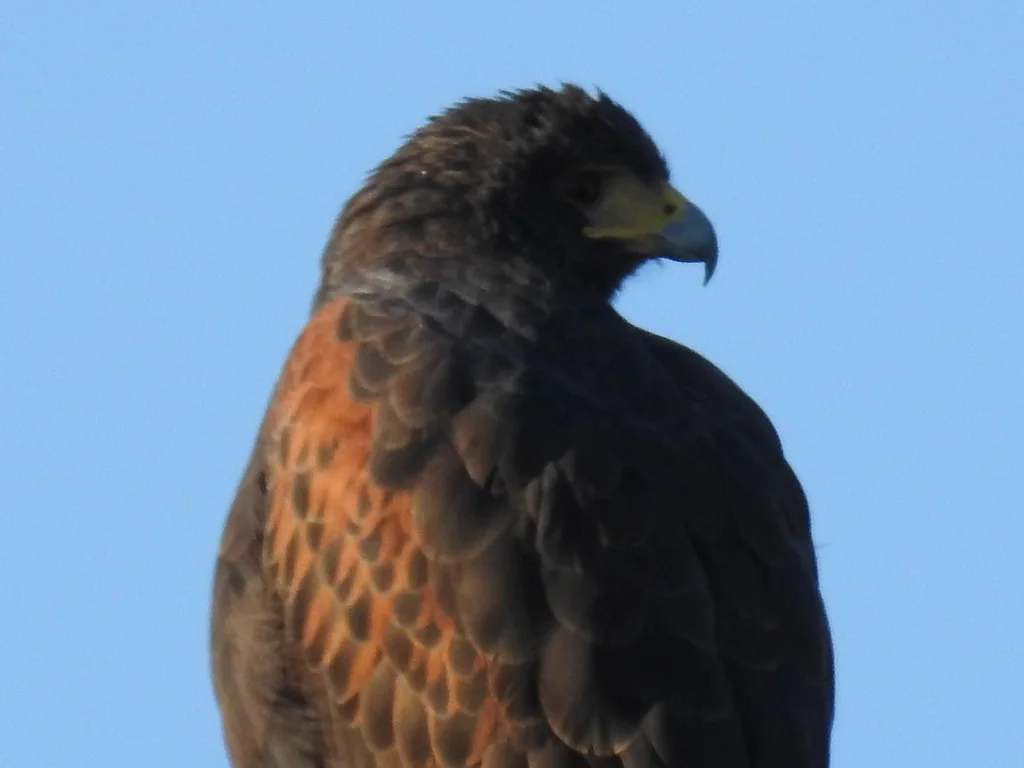 栗翅鹰(Parabuteo unicinctus)