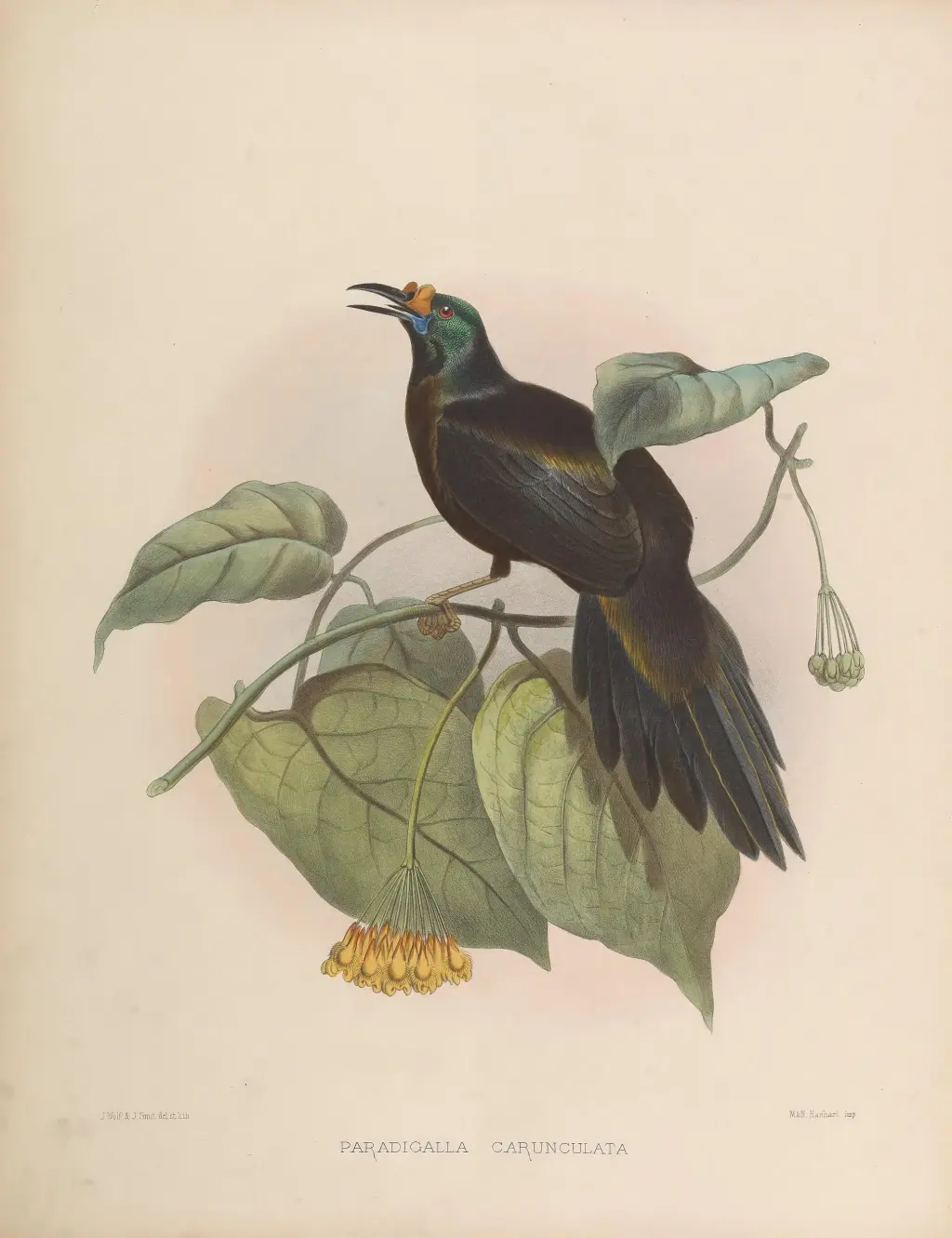 长尾肉垂风鸟(Paradigalla carunculata)