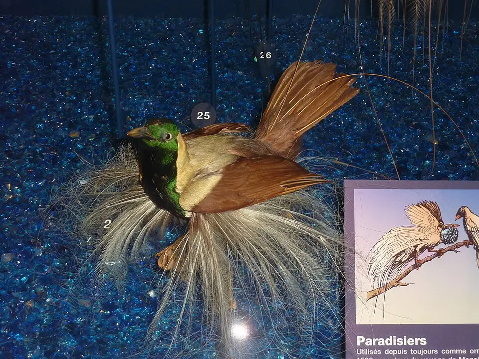 线翎极乐鸟(Paradisaea guilielmi)