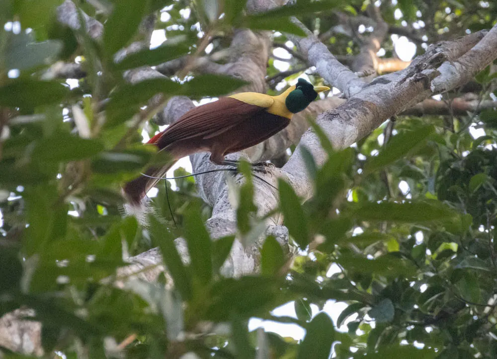 红极乐鸟(Paradisaea rubra)