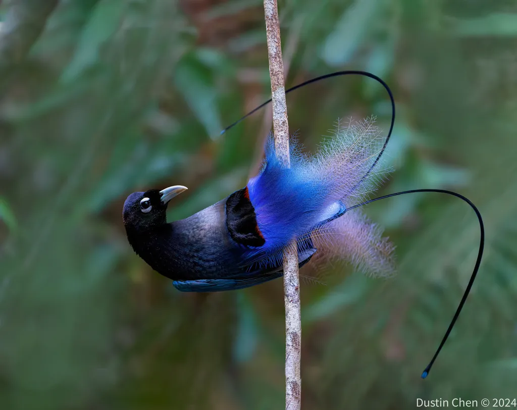 蓝极乐鸟(Paradisornis rudolphi)