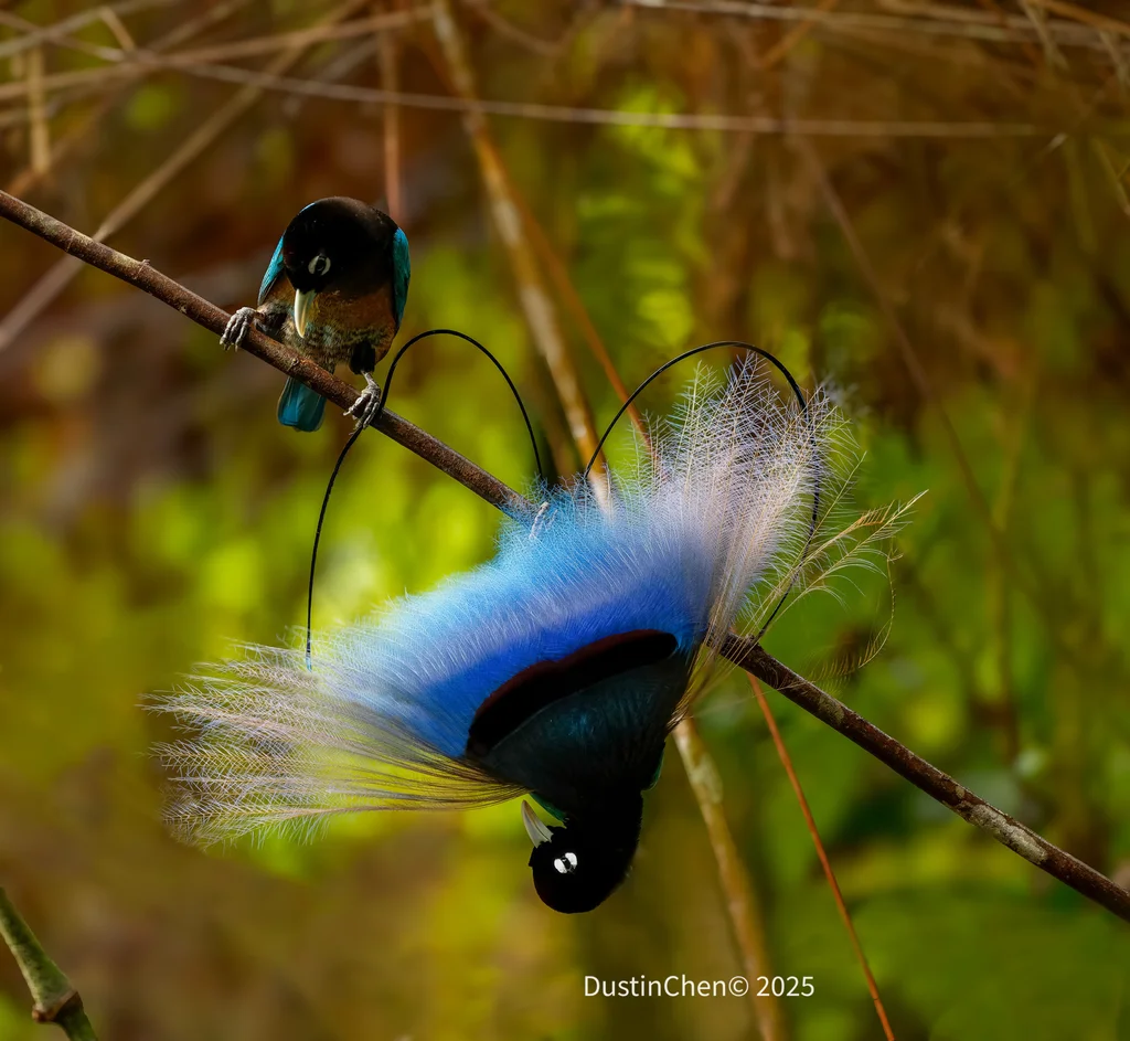 蓝极乐鸟(Paradisornis rudolphi)