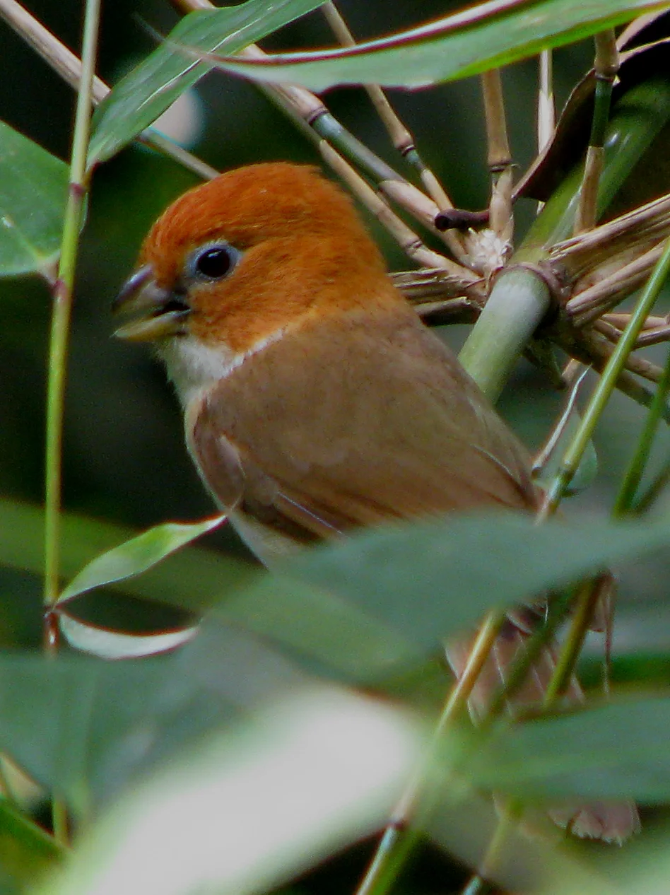 红头鸦雀(Paradoxornis bakeri)