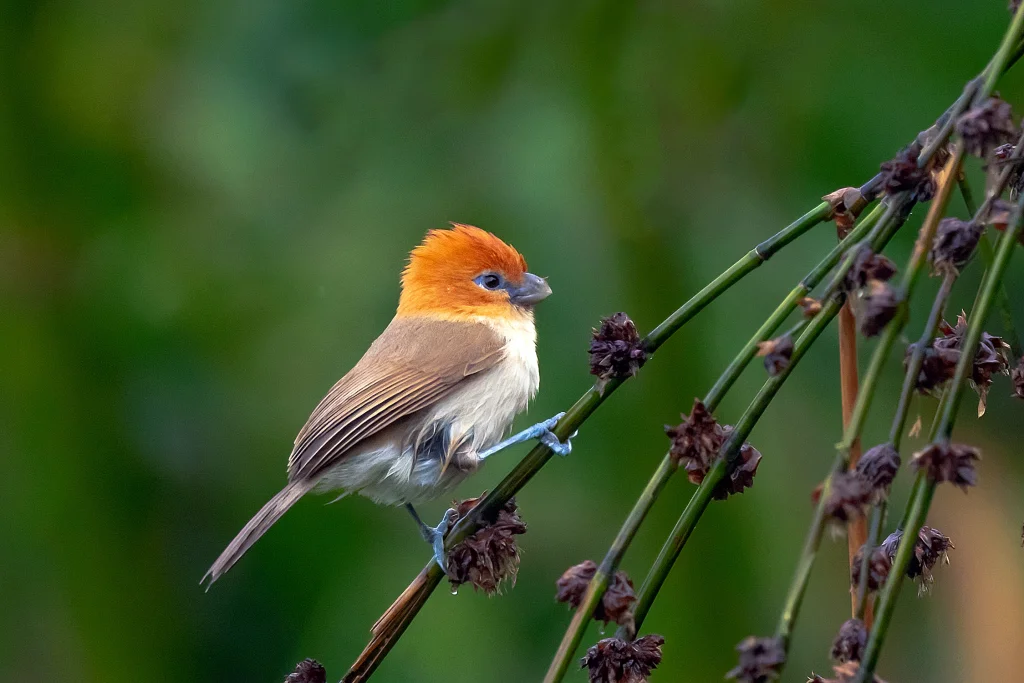 红头鸦雀(Paradoxornis bakeri)
