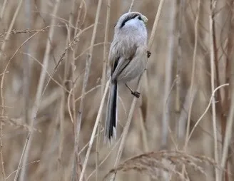 震旦鸦雀(Paradoxornis heudei)