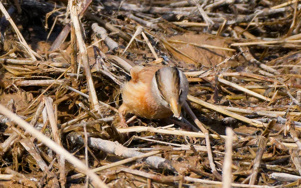 震旦鸦雀(Paradoxornis heudei)