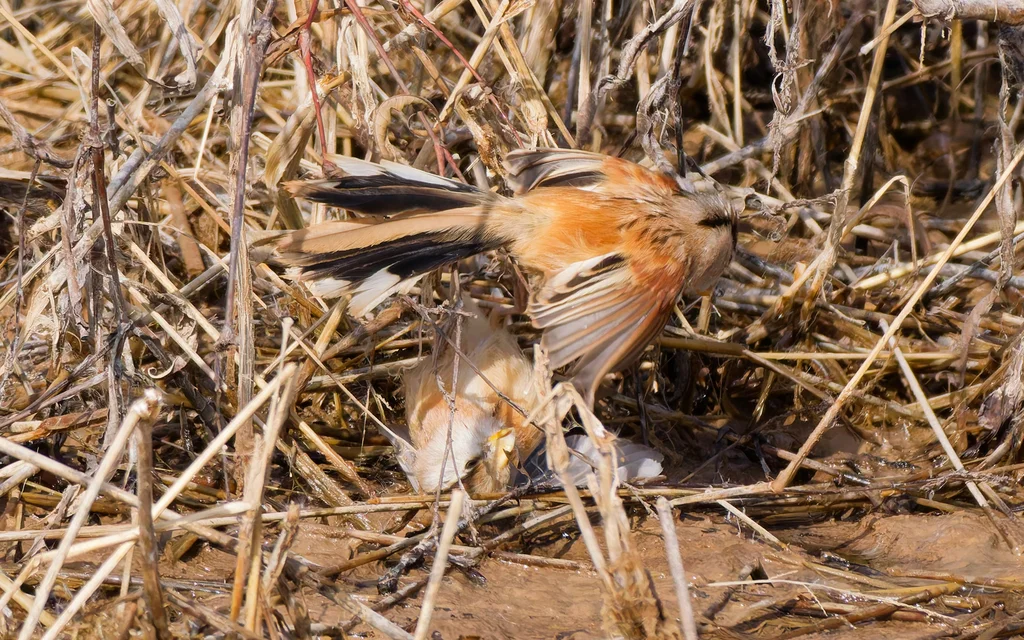 震旦鸦雀(Paradoxornis heudei)