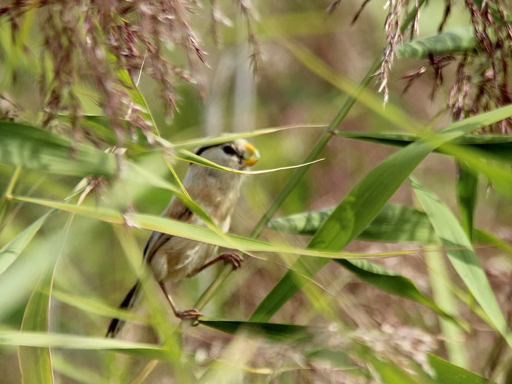 震旦鸦雀(Paradoxornis heudei)