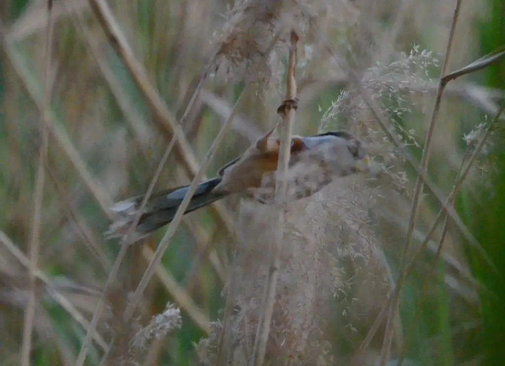 震旦鸦雀(Paradoxornis heudei)