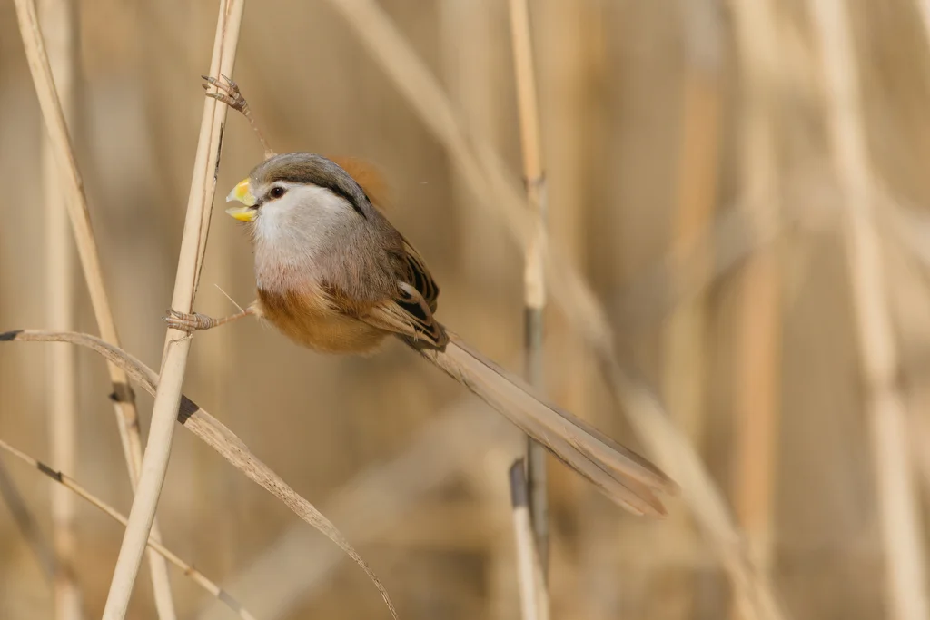 震旦鸦雀(Paradoxornis heudei)
