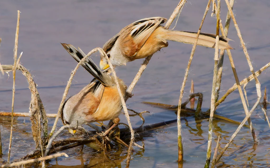 震旦鸦雀(Paradoxornis heudei)