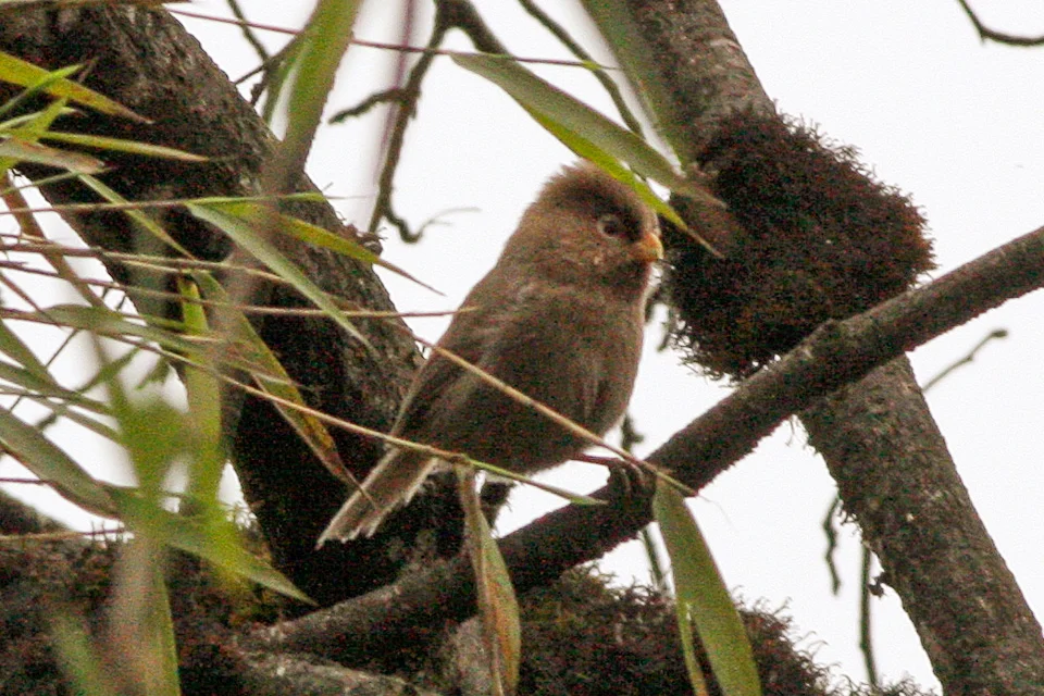 三趾鸦雀(Paradoxornis paradoxus)